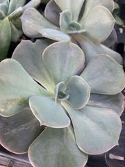 Echeveria gibbiflora × potosina