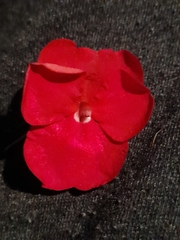 Angiospermae