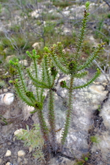 Oedera capensis