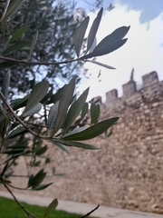 Olea europaea