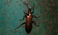 Prionoceridae