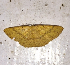 Eumelea rosalia