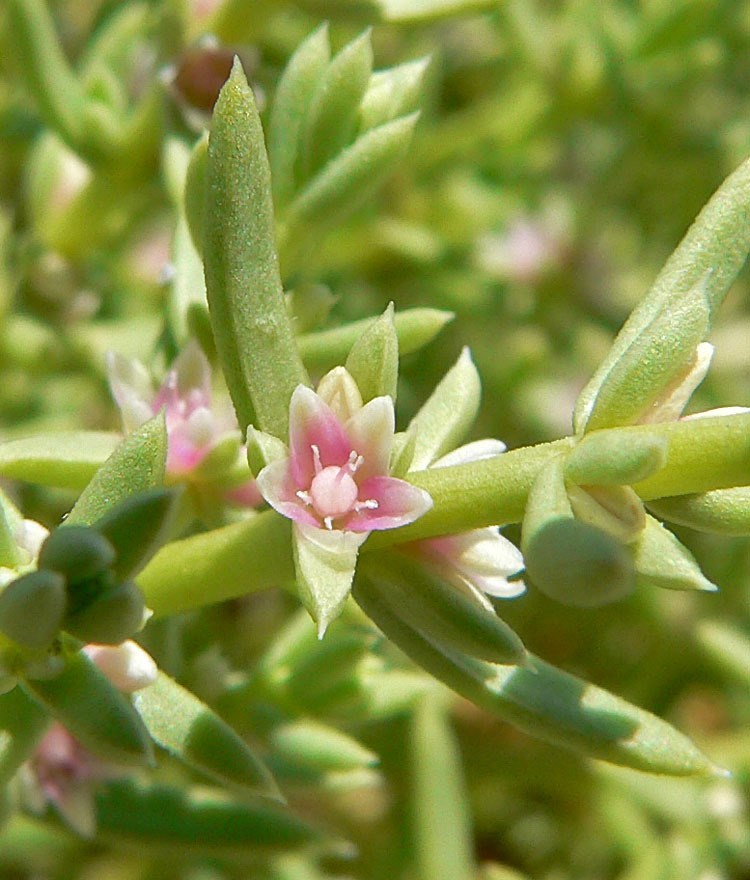 Nitrophila