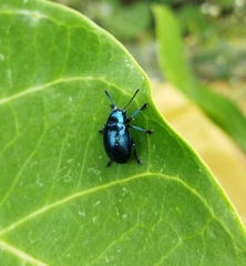 Platycorynus peregrinus