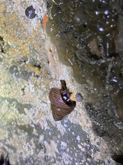 Calliostoma ligatum