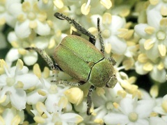 Hoplia argentea