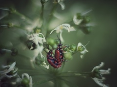 Lilioceris merdigera