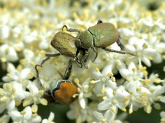 Hoplia argentea