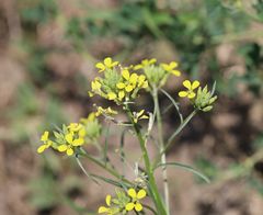 Erysimum diffusum