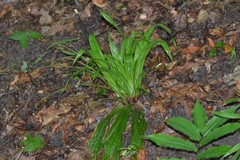 Careyanae
