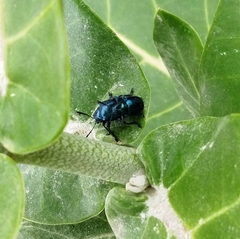 Platycorynus peregrinus