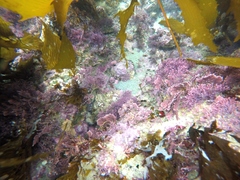 Megastraea undosa