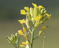 Erysimum diffusum