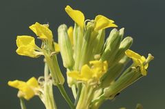 Erysimum diffusum