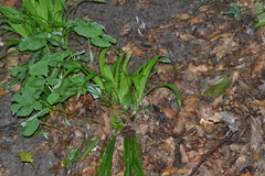 Careyanae