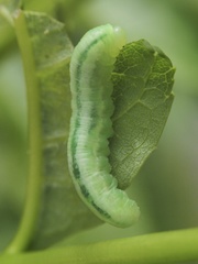 Tomostethus nigritus