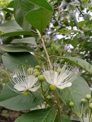 Capparis grandis