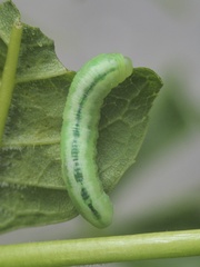 Tomostethus nigritus