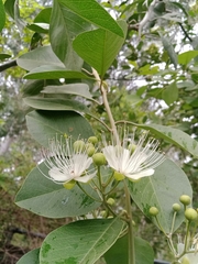 Capparis grandis