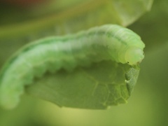 Tomostethus nigritus