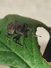 Otiorhynchus sulcatus