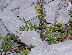 Gingidia decipiens