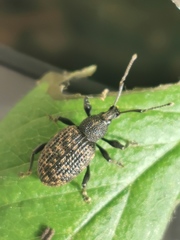 Otiorhynchus sulcatus