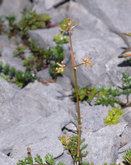 Gingidia decipiens