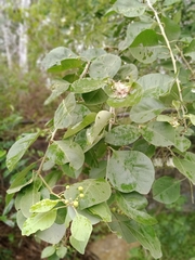 Capparis grandis