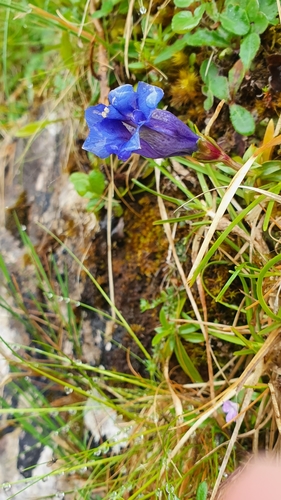Image of Pyrenean Trumpet Gentian (Gentiana occidentalis) by (c) Louisa Jones, some rights reserved (CC BY)