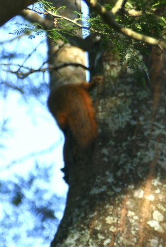 Red Bush Squirrel