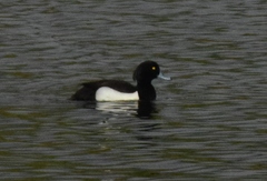 Aythya fuligula