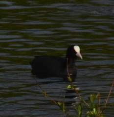 Fulica atra