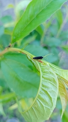 Mathildana newmanella