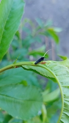 Mathildana newmanella