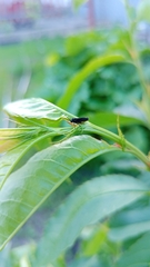 Mathildana newmanella