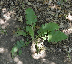 Verbascum banaticum