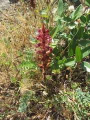 Orobanche sanguinea