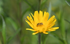 Halictus subauratus
