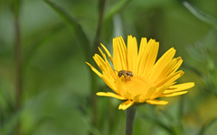 Halictus subauratus