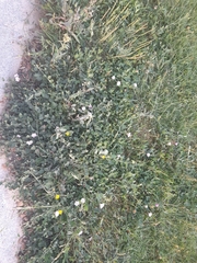 Convolvulus arvensis