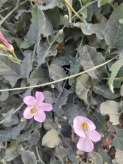 Convolvulus arvensis