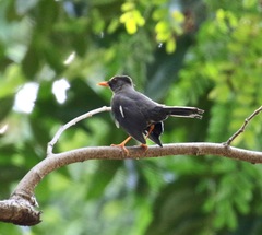 Turdus aurantius