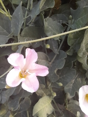 Convolvulus arvensis