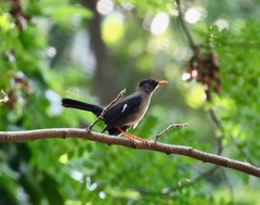 Turdus aurantius