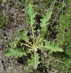 Verbascum banaticum