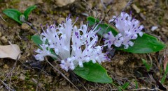 Lachenalia pygmaea