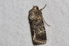 Proteuxoa coelenoptera