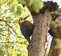 Melanerpes radiolatus