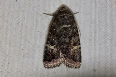 Proteuxoa coelenoptera